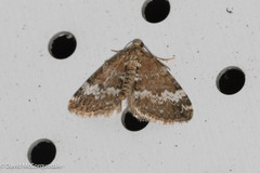 Perizoma alchemillata