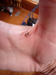 Zygiella x-notata