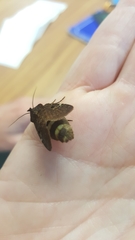 Austramathes purpurea