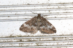 Perizoma alchemillata