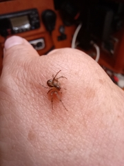 Zygiella x-notata