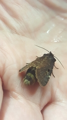 Austramathes purpurea