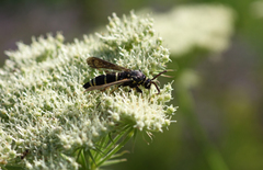 Paranthrene tabaniformis