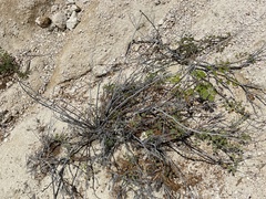 Erythrostemon pannosus