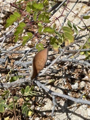 Erythrostemon pannosus