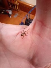 Zygiella x-notata