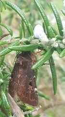 Austramathes purpurea