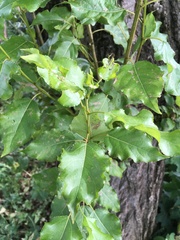 Populus