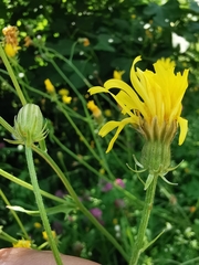 Crepis nicaeensis