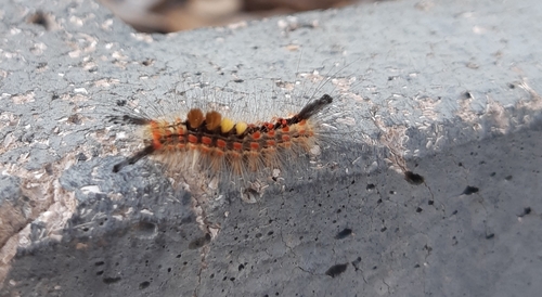Orgyia antiqua