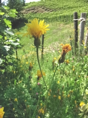 Crepis nicaeensis