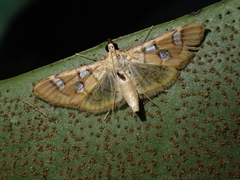 Cotachena
