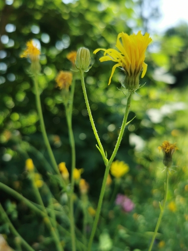 Turkish hawksbeard (Crepis nicaeensis)