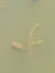 Potamogeton perfoliatus