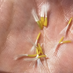 Crepis nicaeensis