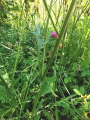 Crepis nicaeensis