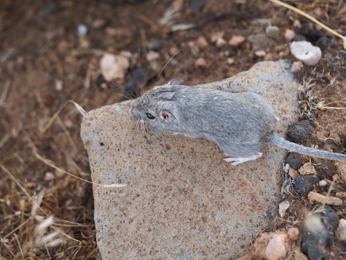 Long-tailed Pocket Mouse (Chaetodipus formosus)