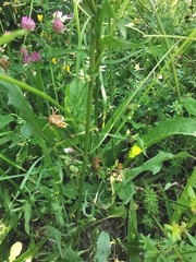 Crepis nicaeensis