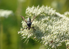 Paranthrene tabaniformis