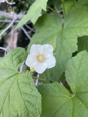 Rubus parviflorus