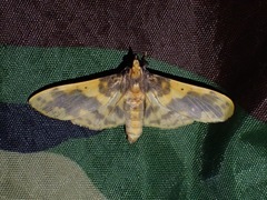 Pachynoa thoosalis