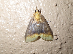 Lipararchis tranquillalis