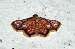 Enispa rosellus