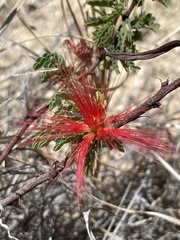 Calliandra californica