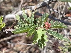 Calliandra californica