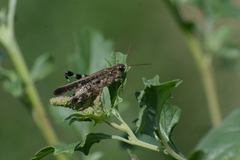 Epacromiini