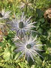 Eryngium alpinum