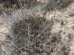 Calliandra californica