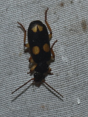Omphrina