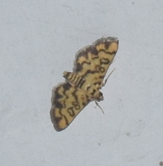 Glycythyma chrysorycta