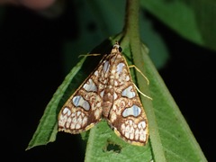 Glyphodes canthusalis