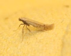 Aspilapteryx tringipennella