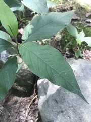 Asclepias quadrifolia