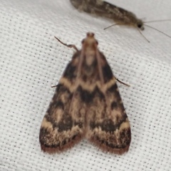 Aglossa disciferalis
