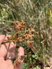 Schoenoplectus