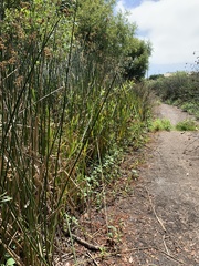 Schoenoplectus