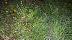 Taraxacum officinale