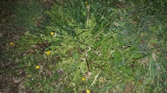 Taraxacum officinale