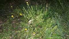 Taraxacum officinale