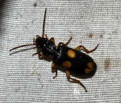Omphrina