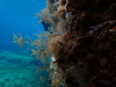 Eudendrium racemosum