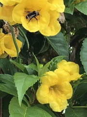 Bombus californicus