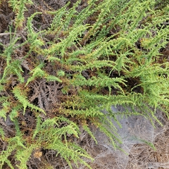 Artemisia monosperma