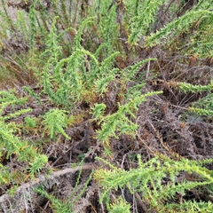 Artemisia monosperma