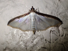Cydalima laticostalis