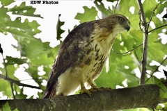 Buteo jamaicensis